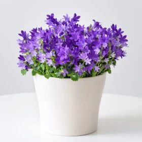 product card image